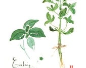 Kitchen art, Herb poster, 8X10 Basil print, Food watercolor painting, botanical, green, Garden, Home decor
