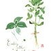 Kitchen art, Herb poster, 8X10 Basil print, Food watercolor painting, botanical, green, Garden, Home decor