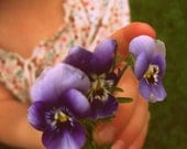Fine Art Photography "Great-Grandma's Violets" Choice of 8x10 or 11x14 Print with Free Shipping
