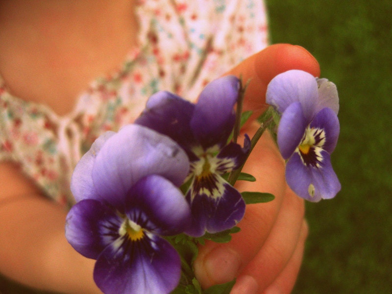 Fine Art Photography "Great-Grandma's Violets" Choice of 8x10 or 11x14 Print with Free Shipping