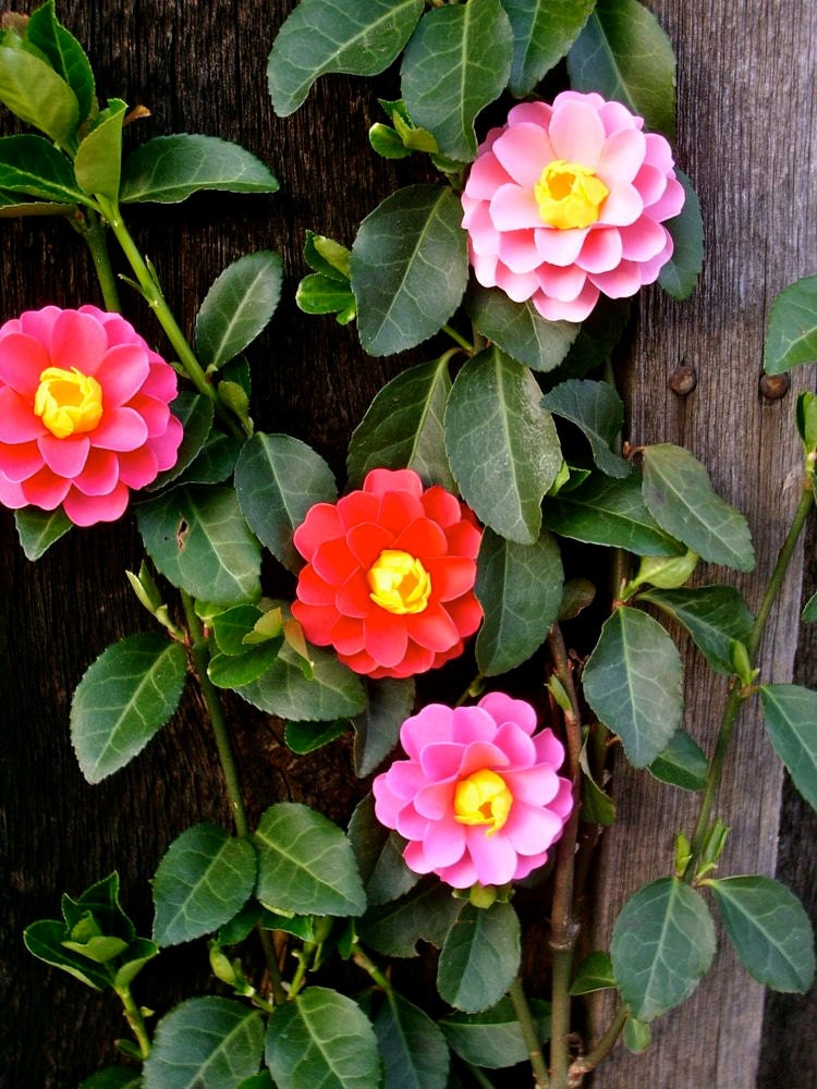 The Zinnia Paper Flowers - Assorted Color - set of  50 - Made To Order