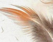 90 Orange Gold Feathers 2-4" No Pattern Add'l ship Free Ringneck Pheasant P5