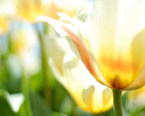you are radiance - 8x10 print
