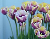 sweet spring - 8x10 print