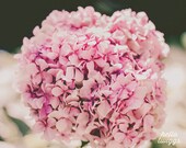 BOGO SALE - Flower Photography, Nature Photography, Hydrangea Print, Girls Room Decor, Dreamy Whimsical - Sweet Hydrangea