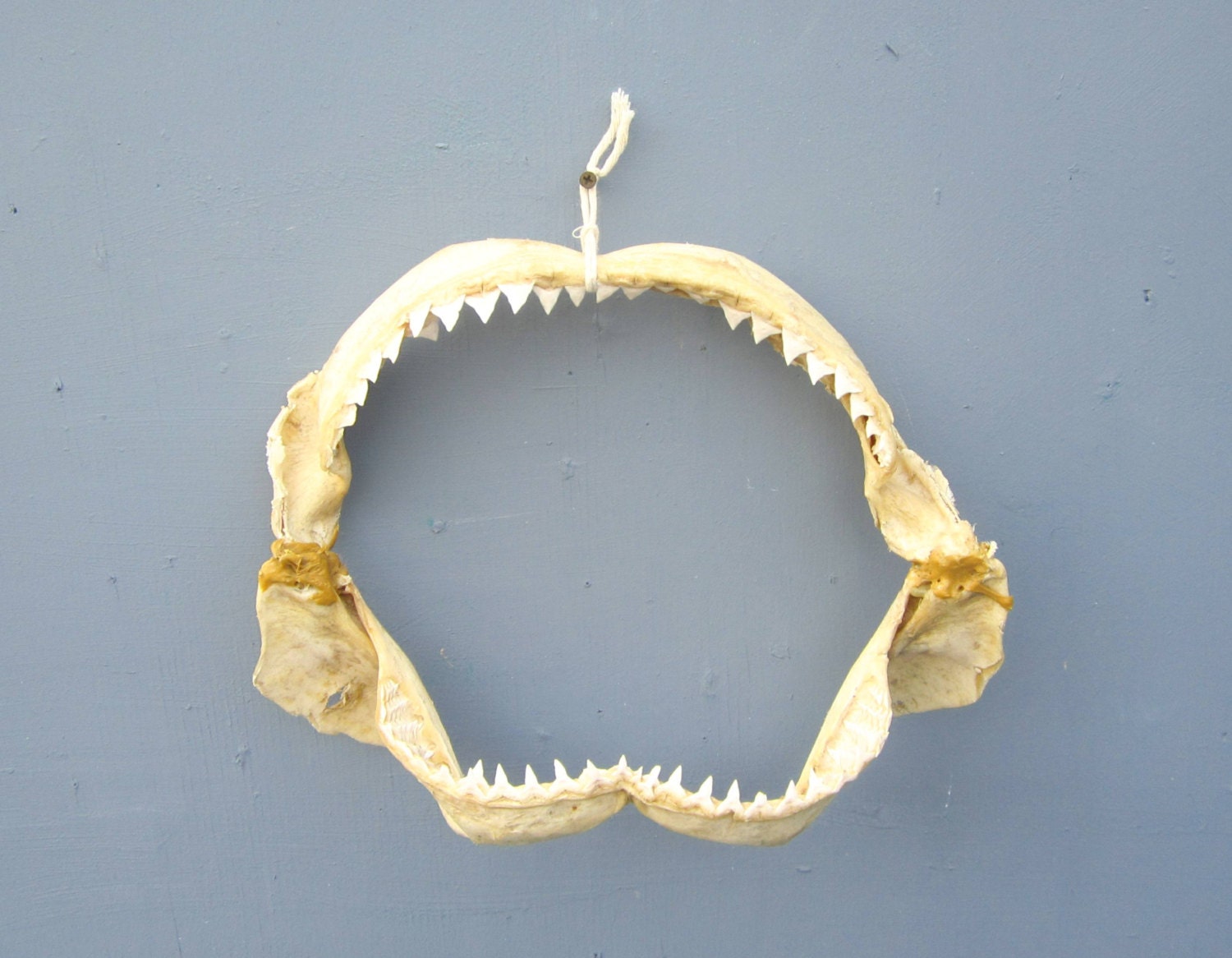 Vintage Shark Jaw