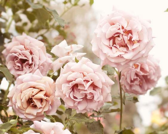 Shabby Chic Roses, Antique Pink, Pale, Rose Art Print, Floral, Flowers, Romantic, Nature Photography, 8x10 Photograph