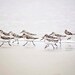 Bird Photography, Beach Photography, Surreal, Grey, Foggy, Beige, Pale, Seascape, Sea, Ocean, 8x10 Print