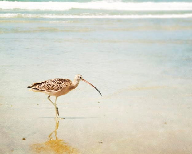 SALE Sea Bird, Beach Photography, Landscape, Ombre, Blue, Sand, Sea Shore, Beach House, Summer, Bird Photograph, 8x10