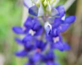 Bluebonnet, 8x10