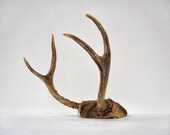 Rustic Woodland Deer Antlers - Real Deer Antlers Brown Beige