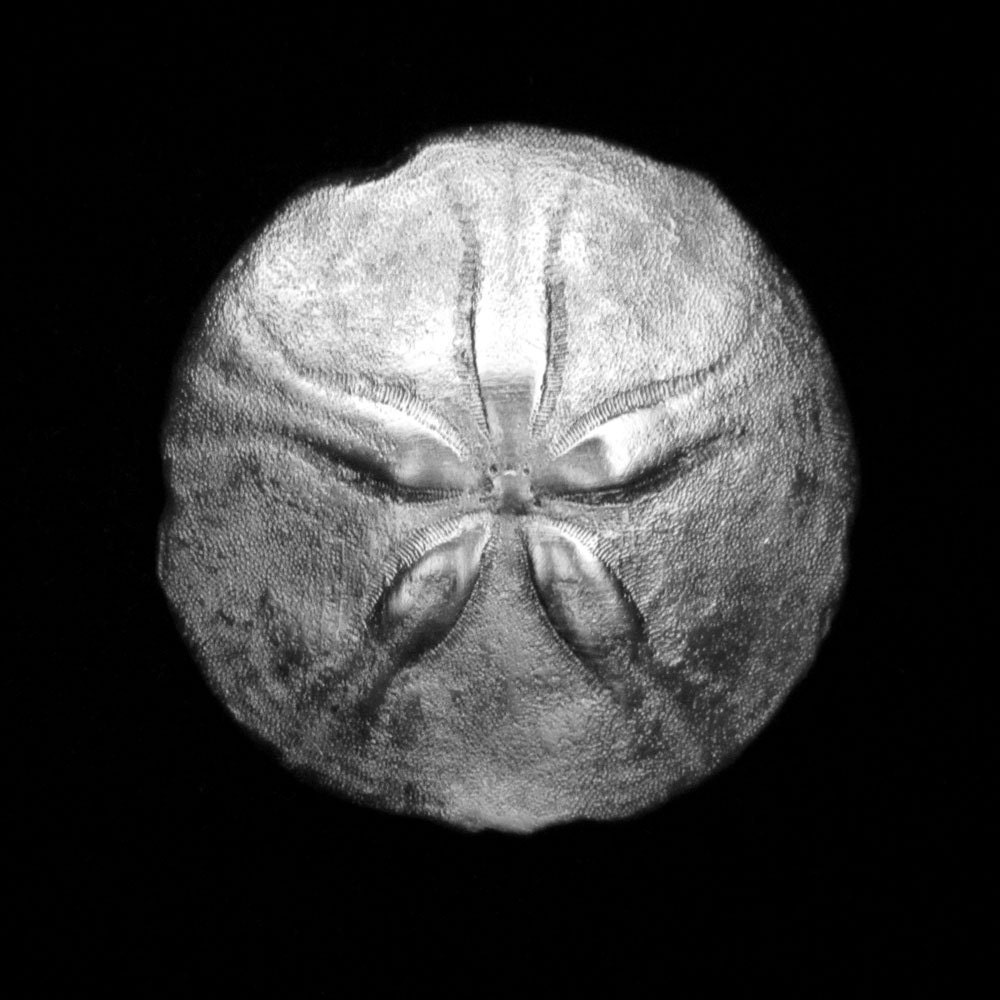 Sand Dollar Pendant (XL)