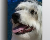Old English Sheepdog - 5x7 Giclee print on canvas