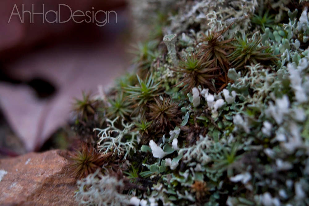 Moss - 8 x 12 Photograph