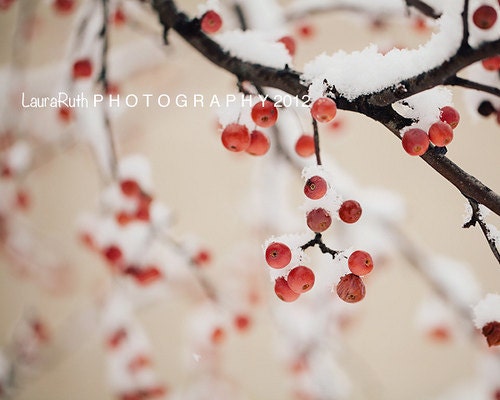Red Nature Photography - Winter Snow Tree  - Home Decor  - Shabby Cottage Decor - Fine Art Photograph - "Winterberry"