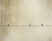 SALE 50% OFF - Birds on a Wire Photograph - Home Decor - Fine Art Photography 5x5 - "Songbird Trio"