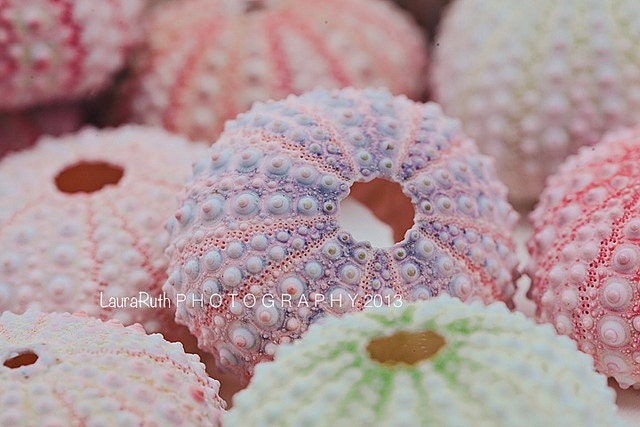 Sea Urchins Photograph - Beach Photography - Coastal Nautical Home Decor - Fine Art Photograph 8x10