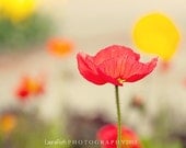 Poppy  Photography - Flower Petal Photograph - Red Pink Yellow Orange - Home Decor - Fine Art 8x8 - "IMAGINE" - DreamyPhoto
