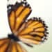 Butterfly Photograph, Monarch Abstract Photography,  Mother's Day, Baby Nursery, Home Decor, Fine Art Photography 8x8 - "SOLILOQUY"