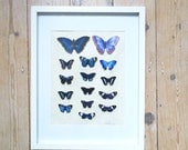 Sherlock a wing study - Framed Set of Realistic Highly detailed 3D butterfly's White Blue - Butterflies Butterflys Steampunk