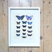 Sherlock a wing study - Framed Set of Realistic Highly detailed 3D butterfly's White Blue - Butterflies Butterflys Steampunk