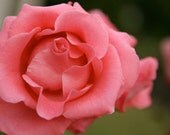 Flower Photography Paris France - Coral Pink Roses - French Bedroom Decor - Parisian Print - Feminine Floral - Garden Art - Soft Pretty