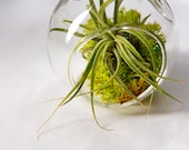Super Mini and Super Cute Air Plant Terrarium