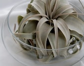 Zerographica Air Plant Zen Terrarium