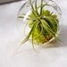 Super Mini and Super Cute Air Plant Terrarium