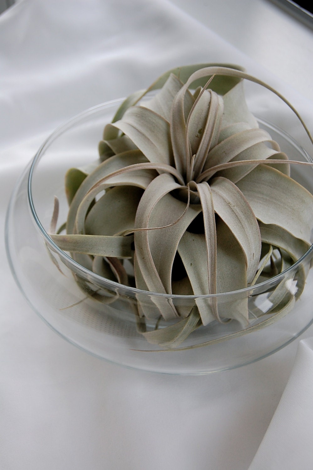 Zerographica Air Plant Zen Terrarium