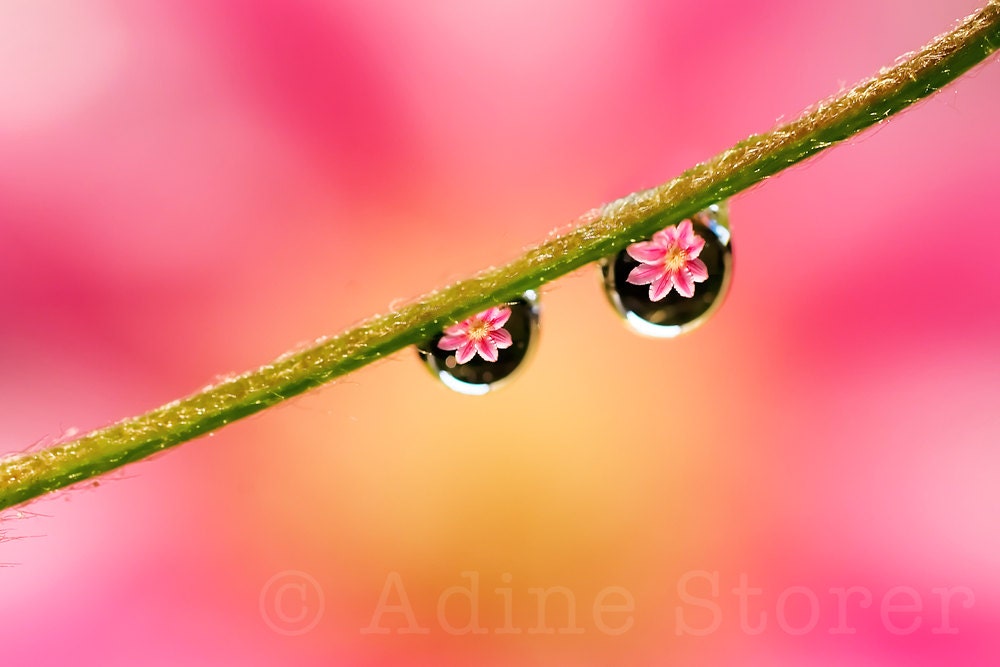 Pink and Yellow Clematis refracted in Water Drops, Macro Color Photography, 12 x 8 inches Canson Platine Fibre Rag - AdineStorer