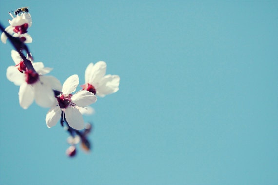 Garden Photograph Flower Photograph  Nature photography pink  blooming tree green Spring wall art  4x6 Fine Art Photography Print