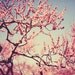 Nature photography Color: Cherry Blossoms 8x12 Fine Art Photo Spring Whimsical wall art botanical art prints Cherry blossom tree branches