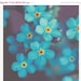 SALE 30% OFF Flower Photo: Forget me not 8x8 Fine Art Macro Photography blue nature photography wall art botanical art prints wall decor S