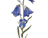 Harebell and Hepatica Wildflower Notecards