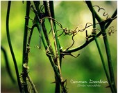 Native Species Series Common Greenbrier Plant 8 x 10 Color Photo Archival Ink
