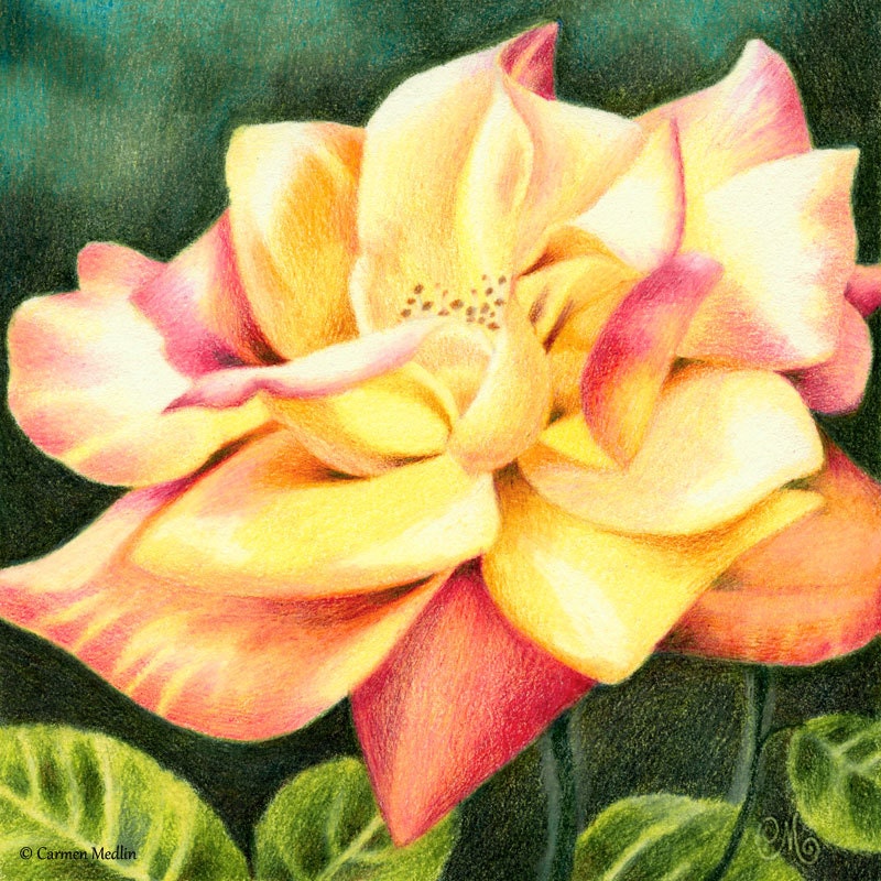 Peace Within - Original Flower Colored Pencil Painting