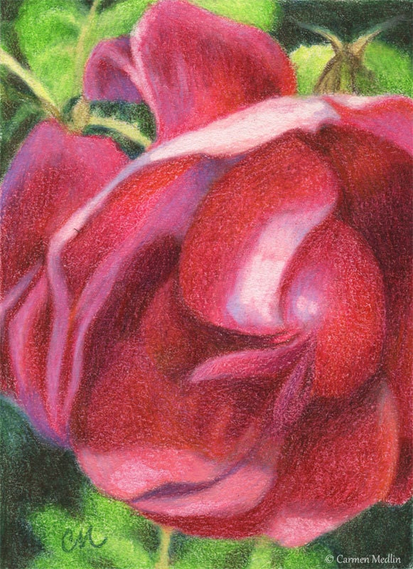 ACEO Magenta Rose - Original Colored Pencil Painting