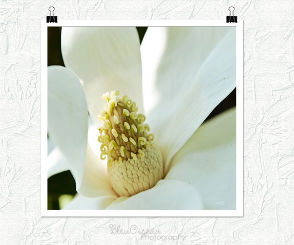 flower photography, magnolia,  8x10 fine art print
