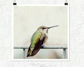 Hummingbird photography, fine art, nature print