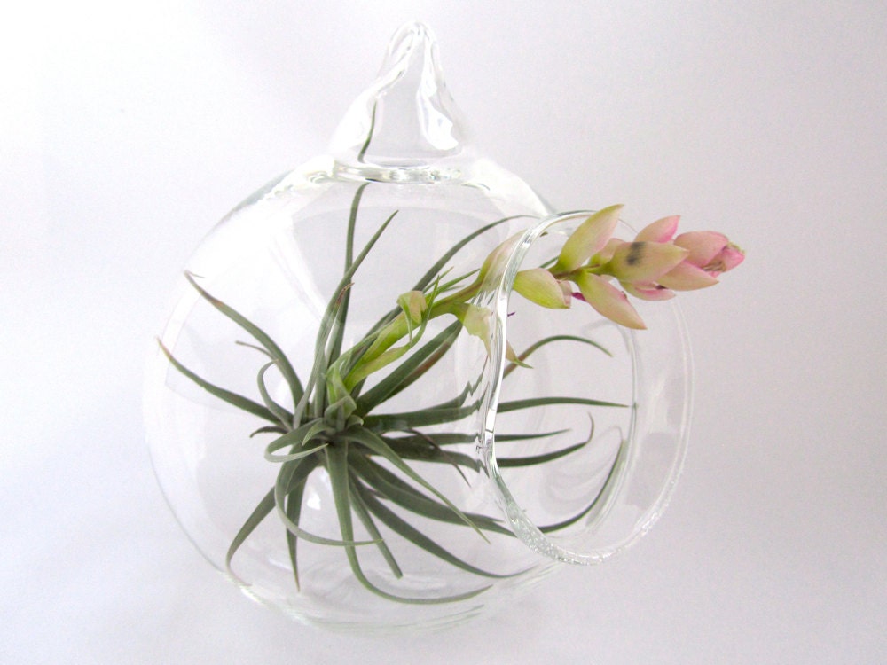 Hanging Glass Terrarium- 5 Inch