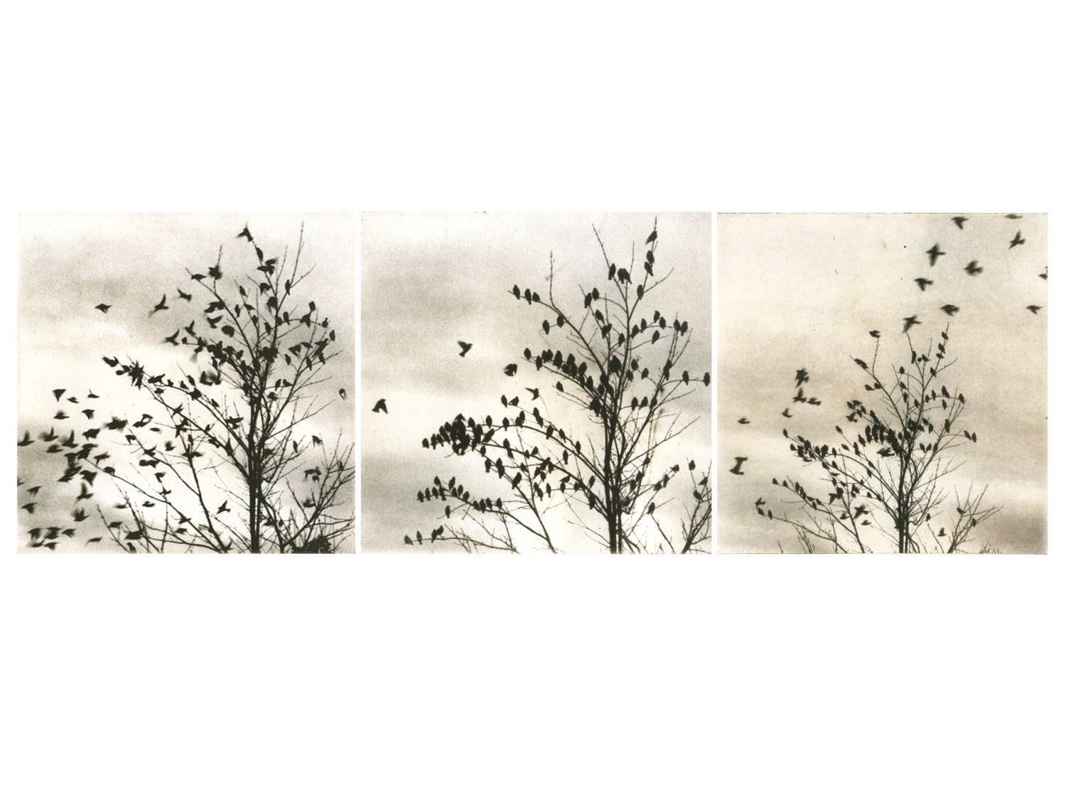 Set of three original etchings