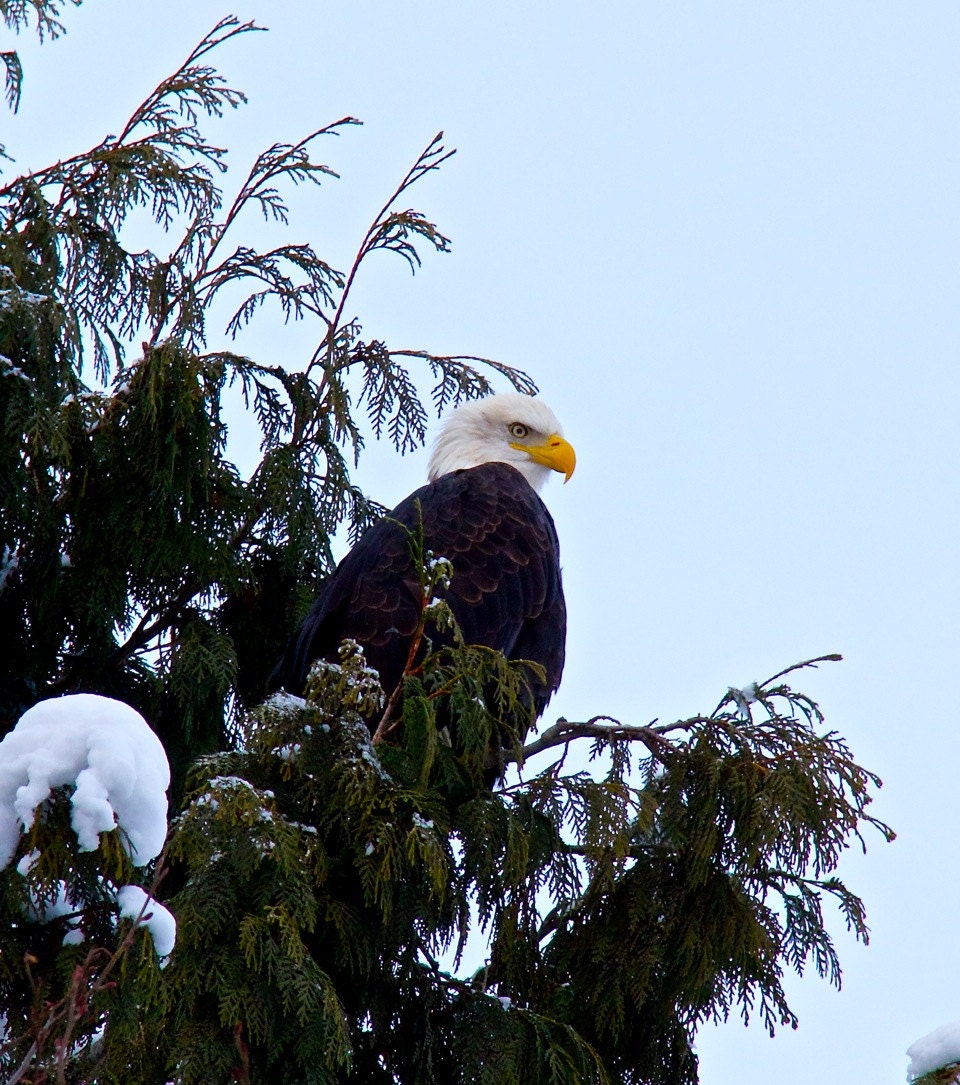 Fine Art Photography, Winter Scenery, Eagle, Nature, Animal  Photo Art Prints, 8 X 10