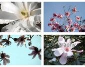 A springtime set of Magnolias, Royal Botanic Gardens Edinburgh, Scotland, 2012 - 7" x 5" Fine Art Photographs