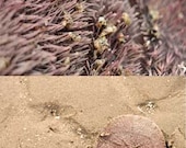 5x7 Set of Two Images (Diptych) Macro Photography - Sand Dollar, Close Up, Alive
