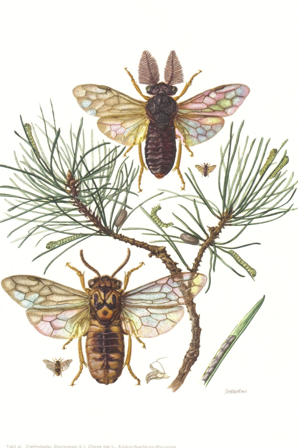 1956 Wood Wasps, Giant Horntail, Fir Wood Wasp, Pine Wood Wasp Vintage Offset Lithograph to Frame