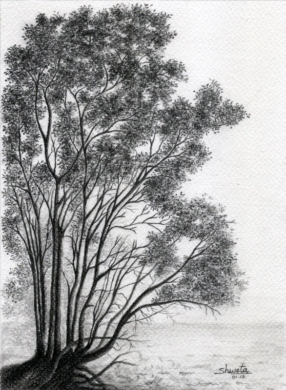 Black Alder Pencil Drawing