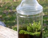 Moss Terrarium, Garden, Woodland, Green, Emerald, Gift