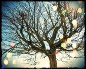 Tree Branches Rural Wall Art Bokeh Sunlight - Rustic Photo 11x14 White Border