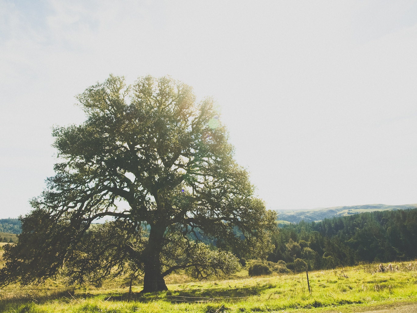 Coastal Oak Tree 8 x 10 Print